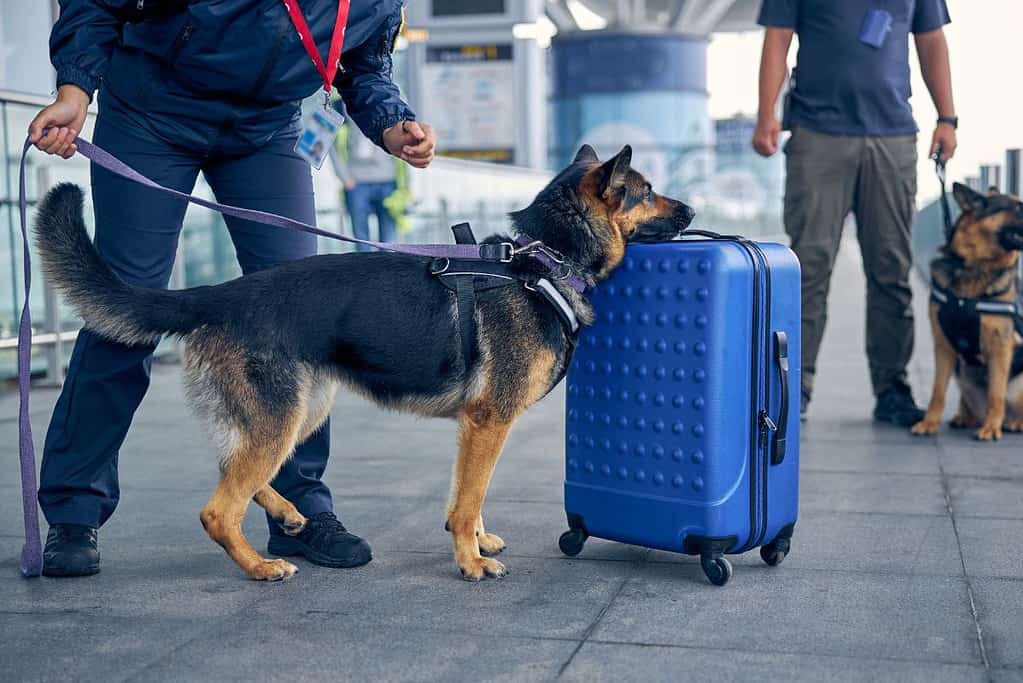A german shepherd dog with a blue suitcase on a leash